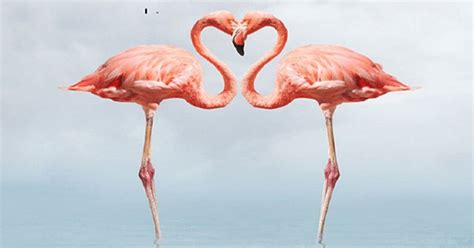 Shocked With The Clip Of Flamingos Pecking At Each Others Heads For