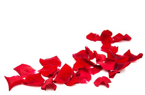 How To Use Rose Petals For Hair And Benefits 365 Gorgeous