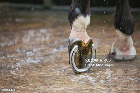 Horse Hooves ストックフォトと画像 Getty Images