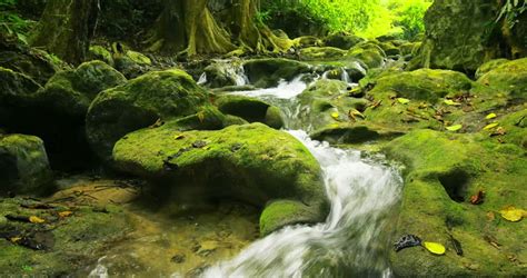 Green And Wet Mossy Stones Stock Footage Video 100