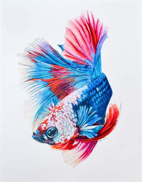 Siamese Fighting Fish Painting By Biophilic Art