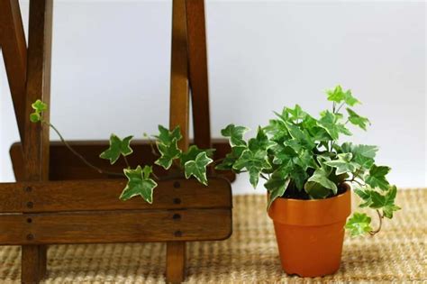 8 Important Benefits Of English Ivy Plants Craze