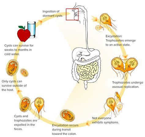 Giardiasis Ciclo De Vida Diagrama Que Muestra El Ciclo De Vida Del