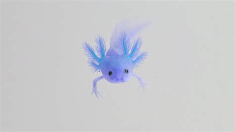 Are Blue Axolotls Real Blog Axolotl Planet