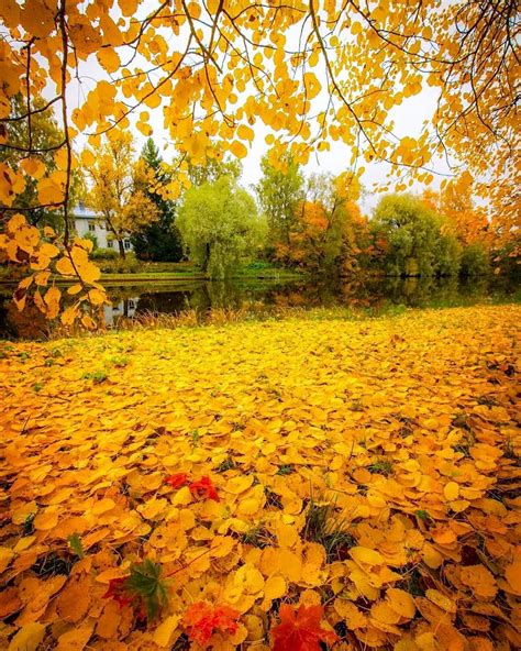🇫🇮 Autumn Colours Finland By Jukka Risikko Jukkarisikko On