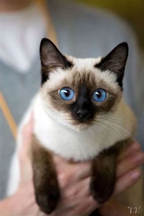 176 Best Siamese Oriental Short Hair Cats Images On