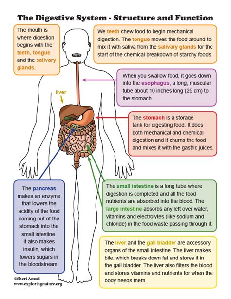 Digestive System Structure And Function Mini Poster