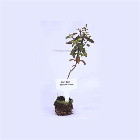 Holy Basil Plant Krishna Tulsi Plant Santhi Online Plants Nursery
