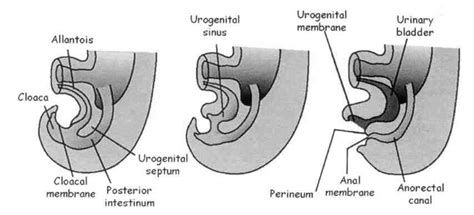 the development of the rectum anal canal and genito urinary organs download scientific