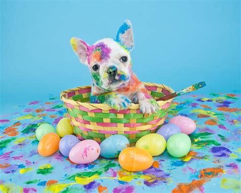 Dogs And Easter Wallpapers Wallpaper Cave