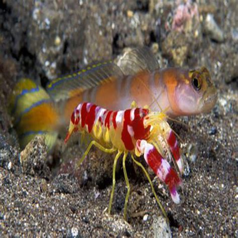 Shrimpgoby Pair Marine World Aquatics