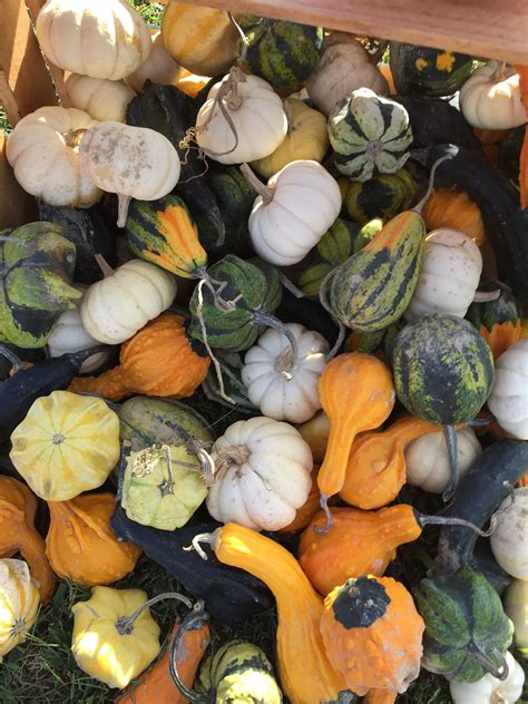 Mini Pumpkins Squash And Gourds Yes Its Fall Time To Decorate