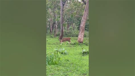 Spotted Deer 🦌 Youtube
