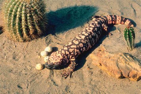 Gila Monster In The Desert