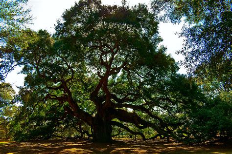 Angel Oak Tree 2004 Photograph By Louis Dallara Fine Art America