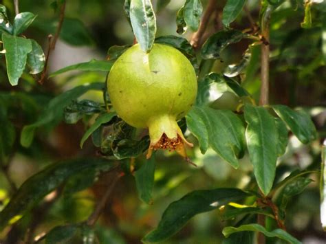 Dalim Or Pomegranate Punica Granatum