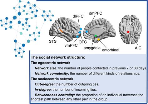 Brain Network