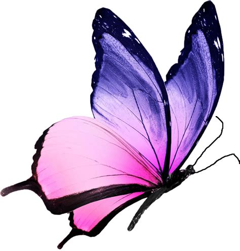 Purple Butterfly Tattoo Butterfly Wall Decals Butterfly Drawing