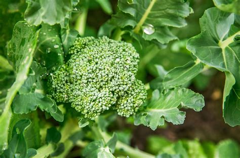 Popular Broccoli Cultivars Planting Different Kinds Of Broccoli
