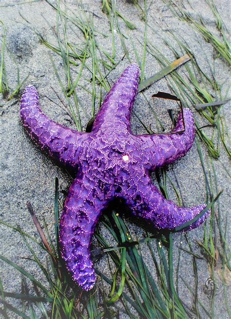 Purple Starfish Photograph By Patricia Aubin Pixels