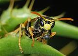 A Wasp Pictures