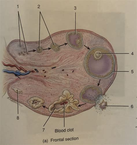 Histology Of The Ovary Diagram Quizlet