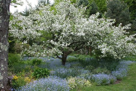 Fruit greater than 2 inches diameter is some of these dwarf varieties include camelot, cinderella, guinevere, lancelot, lollipop, madonna and sargent tina. Posts about Malus sargentii 'Tina' on Rocky Dale Gardens ...