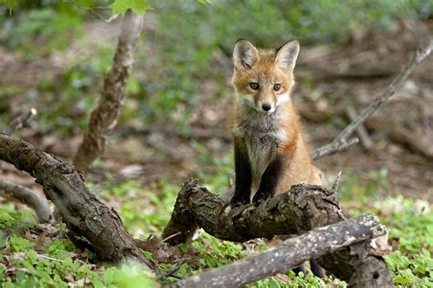 Eric Dresser Wildlife Wildlife Adirondacks Ny Fox