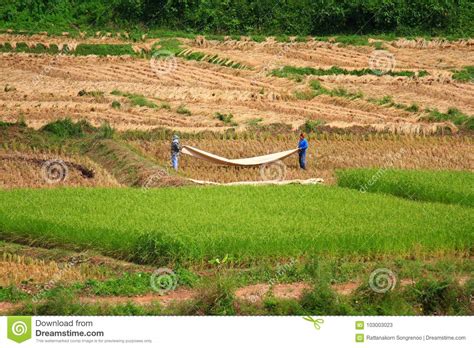 Farmer Working In The Rice Field Rice Field Paddy In Thailand Stock Image Image Of Farmer