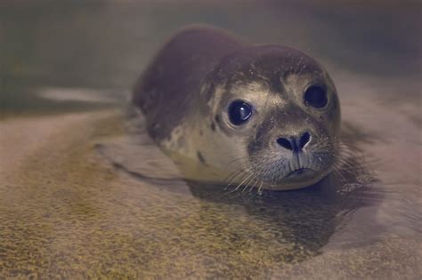 Baby Seal Chills Out Picture The Cutest Animals Roundup Abc News
