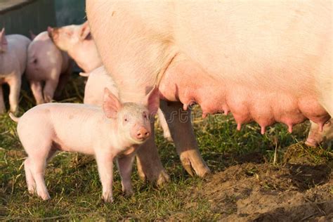 Breeding Sow With Her Piglets On An Outdoor Farm Stock Photo Image Of