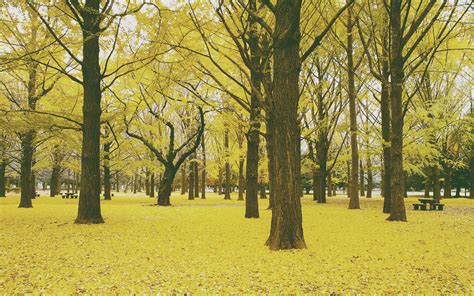 Wallpaper Sunlight Forest Fall Leaves Park Yellow Morning