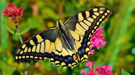 Yellow Black Blue Butterfly Is Flying Above On Pink Flower