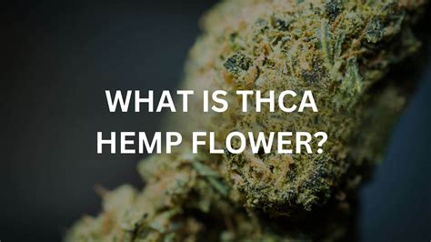 The Ultimate Guide to THCA Flower: Benefits, Uses, and More! - Way to