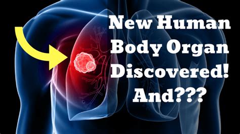 Cancer Spreading Organ New Human Body Organ Discovered