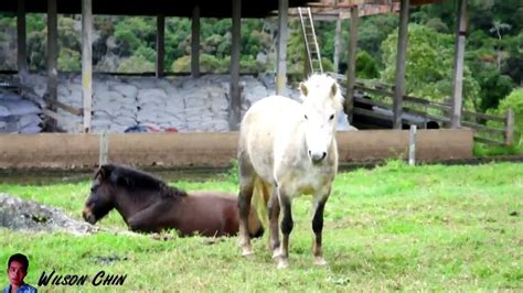Use them in commercial designs under lifetime, perpetual & worldwide rights. Desa cattle farm kundasang, Sabah, Desa Dairy Farm - YouTube