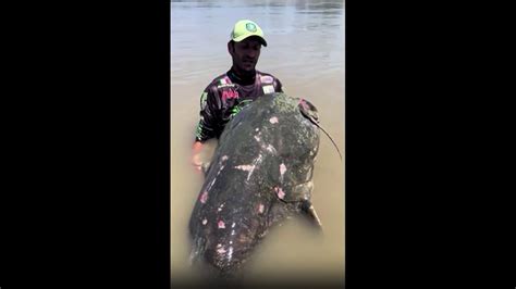 Angler Reels In Massive Catfish Possibly Breaking World Record Wkrc