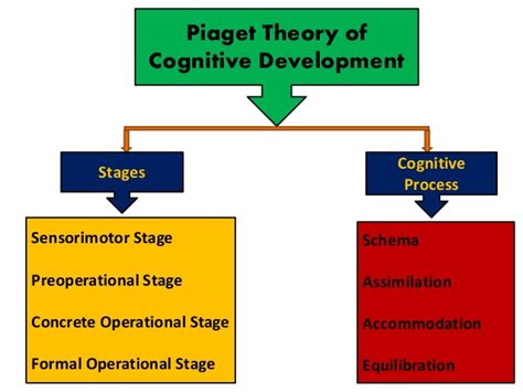 Jean Piaget S Theory Of Cognitive Development 2022