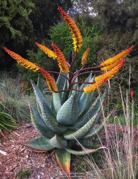Aloes Plant Care And Collection Of Varieties