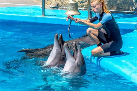 Dolphin And Marine Trainer Salary How To Become Job Description