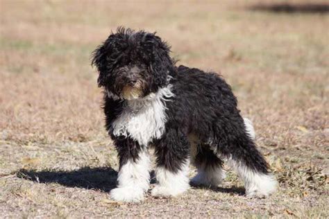 The border collie poodle mix, also called the bordoodle or border doodle, is one of the trending doodle dog breeds. Bordoodle Dog Breed » Information, Pictures, & More