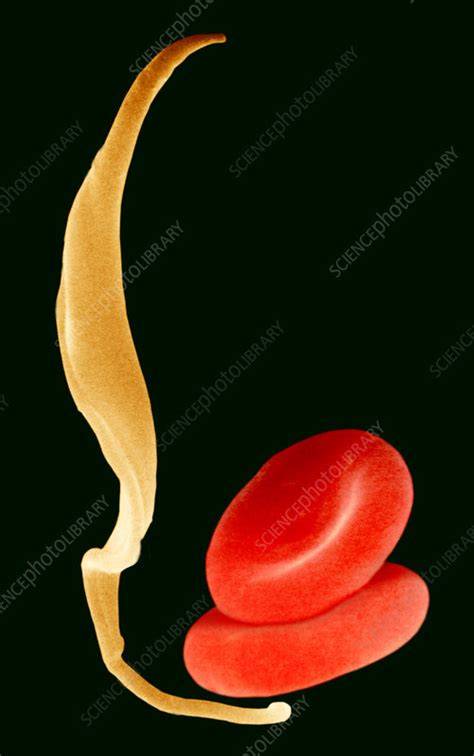 Protozoan Trypanosoma Red Blood Cells Stock Image C0051617