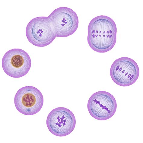 Understand The Stages Of Mitosis And Cell Division