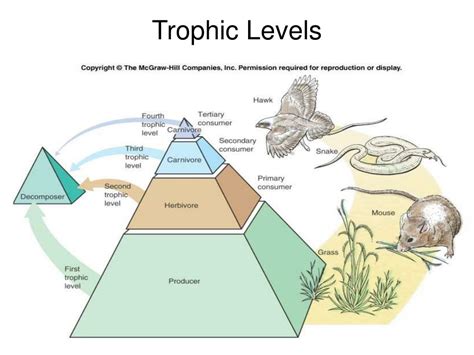 Ppt Trophic Levels Powerpoint Presentation Free Download Id5679747