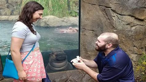 Fiona The Hippo Watches As Couple Get Engaged