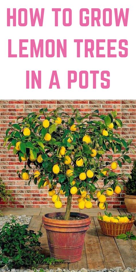 How To Grow Lemon Trees In A Pots Garden Daily Ideas How To Grow