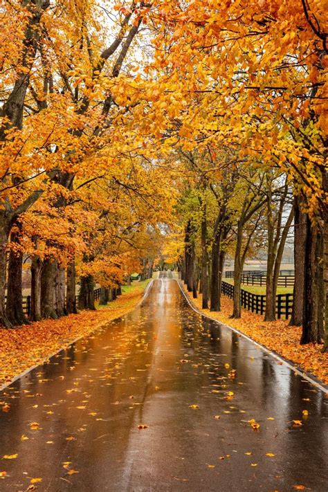 Plan A Road Trip To Lexington Kentucky For Spectacular Fall Foliage