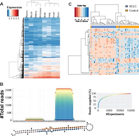 Rna Seq Reveals The Extent Of Small Rnas Representation In The Human