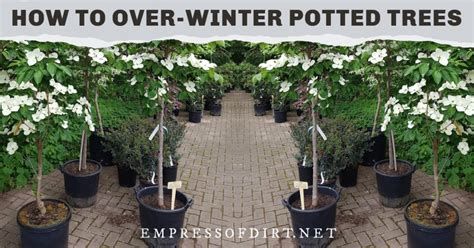 How To Overwinter Potted Trees In A Cold Climate Empress Of Dirt
