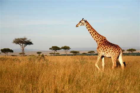 Be sure to watch all the way to the end, as our #1 must see. Must See Places in Nairobi - Let the Safari Capital of ...